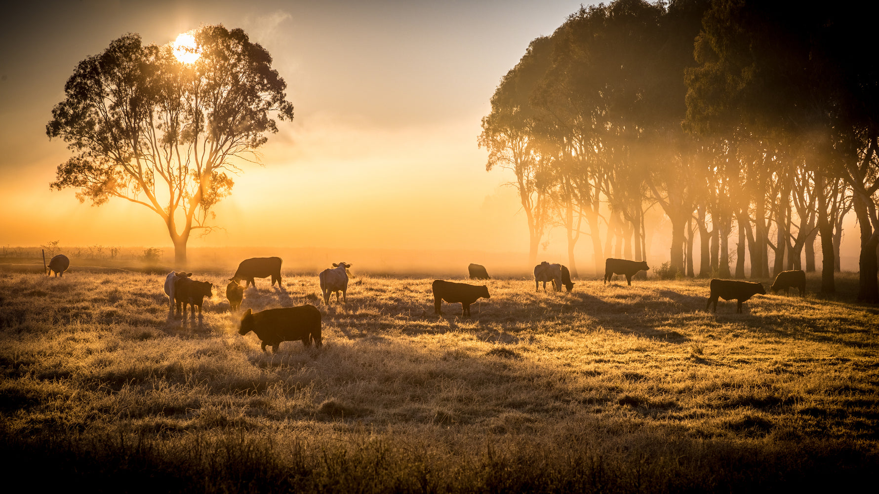 Grass fed Cattle grazing at Sunrise in Open Pastures at Rancher's Render Family Ranch