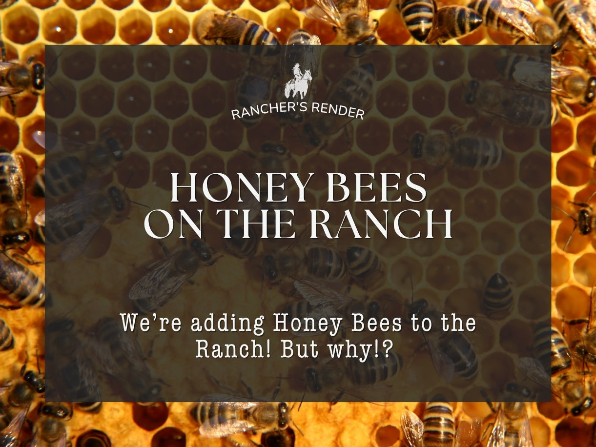 Why We're Adding Honey Bees to the Ranch