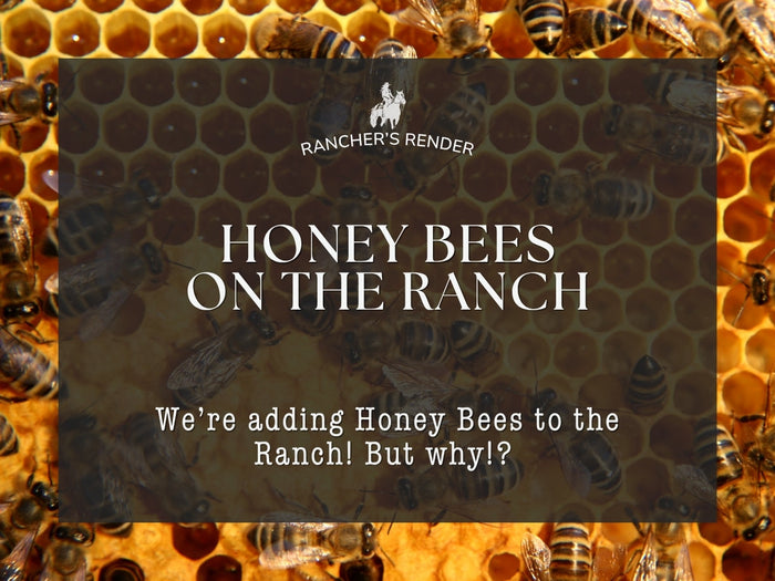 Why We're Adding Honey Bees to the Ranch