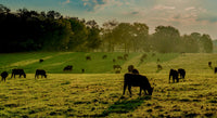 Beaver Brook Ranch