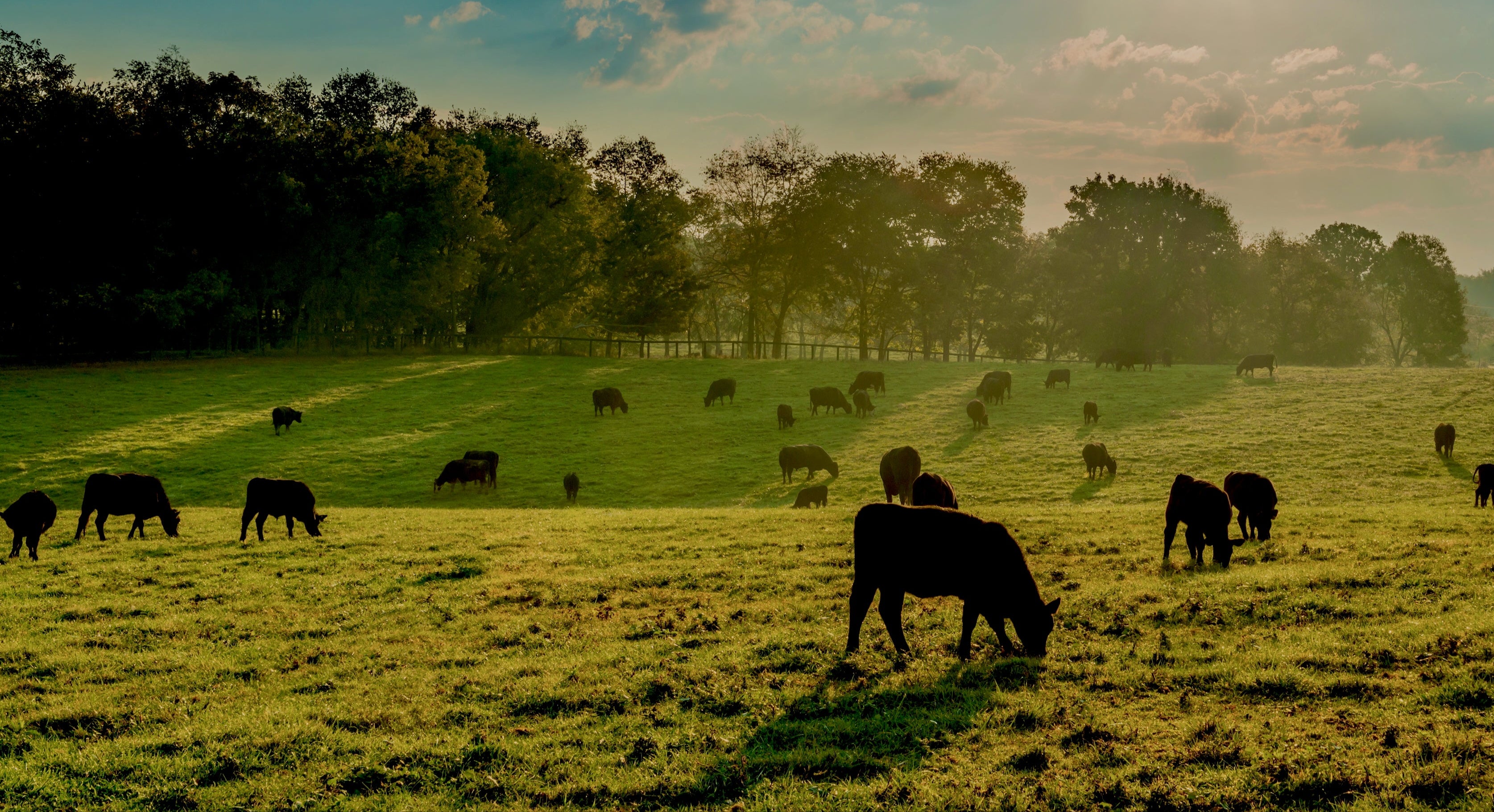 Grass fed Cows grazing in a field with a sunset sky Beaver Brook Ranch