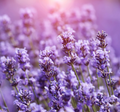 Organic Lavender Essential Oil