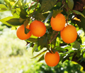 Sweet Orange Essential Oil