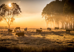 Grass fed Cattle grazing at Sunrise in Open Pastures at Rancher's Render Family Ranch