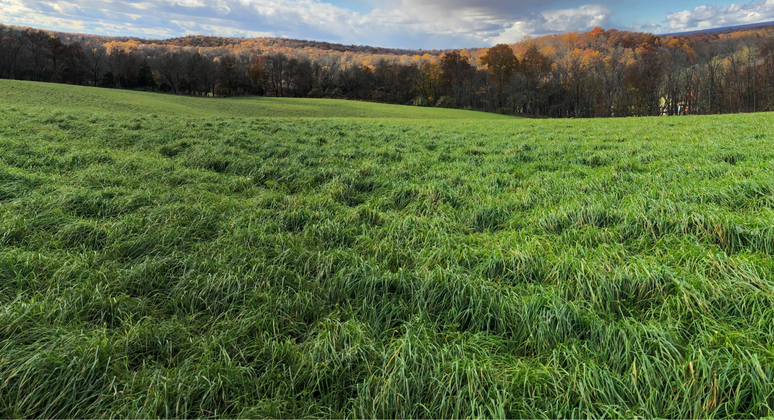 Green field with trees in the background under a blue sky with clouds