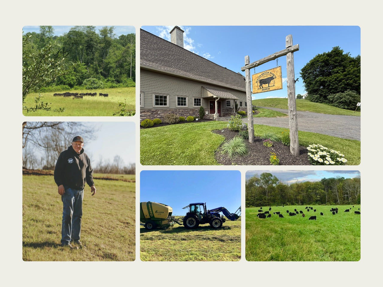Aerial view of the family ranch with cattle grazing across green pasture